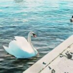 Sare Bayat Instagram - خداوند،
تو را به سمت نقطه ای امن هدایت خواهد کرد،با عشق،تو را در آغوش می گیرد و به تو پناه میبخشد،،
جایی شبیه به آرامشی پس از طوفان،قرار،خواهی گرفت،،، یاد و عکس از بنده