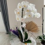 Gökçe Akyıldız Instagram – Günaydınlık 🌸