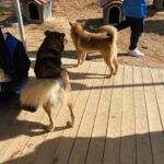 Kim Sae-ron Instagram - 용인 레인보우쉼터 
현재 220여 마리의 착한 아이들이 있는 유기 동물 보호소입니다 많은 관심 부탁드려요🐶