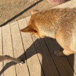 Kim Sae-ron Instagram - 용인 레인보우쉼터 
현재 220여 마리의 착한 아이들이 있는 유기 동물 보호소입니다 많은 관심 부탁드려요🐶