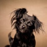 Sarah Paulson Instagram – It’s Winnie Wednesday ❤️
Our beautiful little muppet was 📸 @charlienunnphotography and will hang in the new @pawworks veterinary hospital, opening 2021.

If you are able, head over and show them some love, which will help their mission to lead, protect, HEAL 🏥, comfort and shelter those who cannot speak for themselves.