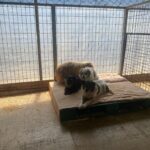 Kim Sae-ron Instagram - 비구협 포천쉼터(구-애린원)
큰 관심과 따뜻한 응원을 부탁드려요
사지말고 입양하세요 이렇게나 예쁘답니다💗