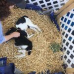 Ella Anderson Instagram - the sweetest baby goats in the world!!!!!!!!!!