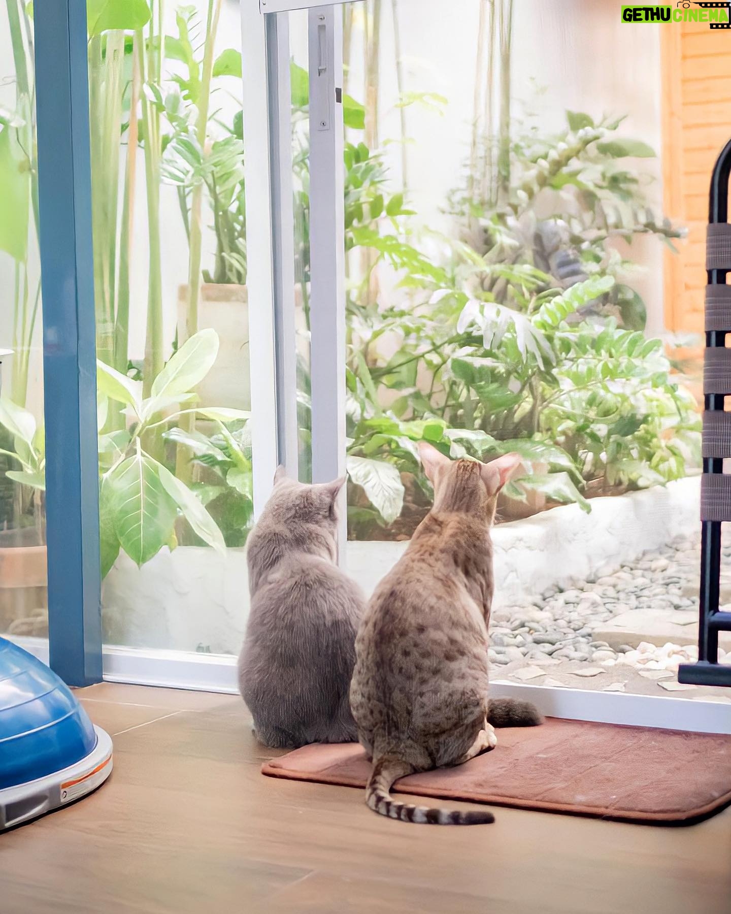 Jennylyn Mercado Instagram - Mood while waiting for playtime at @litterbucks cat cafe again😴
But don’t fret, bessies! We’re reopening our doors and are now accepting reservations for August! Visit @litterbucks for more details. See you then!😻