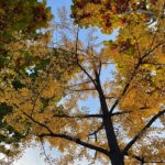 Park Bo-young Instagram – 🍂😄