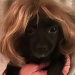 Sarah Paulson Instagram – So maybe. Just maybe @m_ceglia hair magician, and extraordinary human, creator of my Linda “Do” made a mini Linda for me, using hair from my wig, for me to keep for always… and maybe, just maybe she also designed it so Winnie could wear it. Maybe, just maybe it’s my favorite present of all time, because she knew I didn’t want to say goodbye to Linda, or her hair, so she made sure I didn’t have to. I love you @m_ceglia