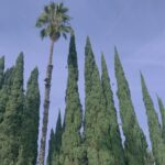 Aurora Aksnes Instagram – Look at this castle of trees !!!! Look at it!!!