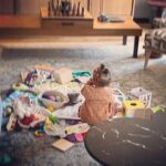 Samira Wiley Instagram - We never let her watch TV. 😂 Little shorty almost lost her mind when she caught a little bit of the parade on Thursday. Lol

Happy first family holiday, lil’ G!