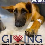 Sarah Paulson Instagram – Today is Giving Tuesday and I’m  helping @PawWorks Animal Rescue with their mission to help save countless lives & find rescued animals a loving home! Any donation made to the rescue between now and next Tuesday will be matched by Kenrose Kitchen Table Foundation up to $50,000. If you’re able to give back this year, please consider donating to Paw Works!