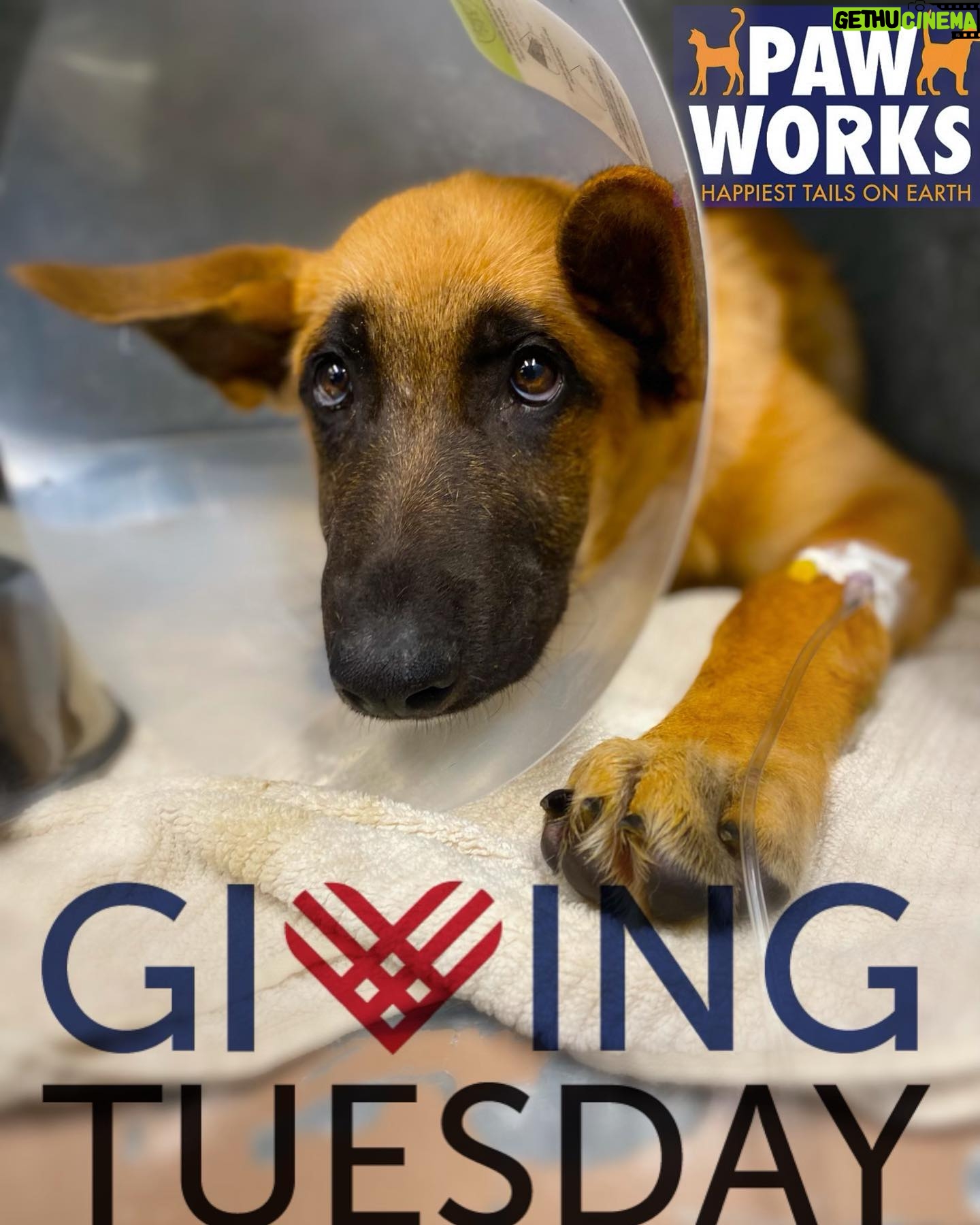 Sarah Paulson Instagram - Today is Giving Tuesday and I’m helping @PawWorks Animal Rescue with their mission to help save countless lives & find rescued animals a loving home! Any donation made to the rescue between now and next Tuesday will be matched by Kenrose Kitchen Table Foundation up to $50,000. If you’re able to give back this year, please consider donating to Paw Works!
