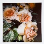 Amanda Gorman Instagram - 3 MIL VIEWS❗️ of New Day’s Lyric in only a day! 🤯🤯I love you all so much, thank you for welcoming the new year with some poetry, and thank you @instagram for embracing my words on this platform and everyone behind the scenes who brought this to life. If you like the poem remember to donate or share to @rescueorg , one of many phenomenal organizations working to respond to the pandemic worldwide 💛
📸 @coleplay