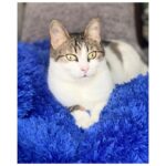 Şevval Sam Instagram - Pazar güzeli Tülay ⭐️🧿🧿🧿🧿 ⭐️