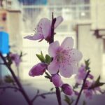 Sahar Dolatshahi Instagram - .
و بهار همه‌ی فصل‌های من بودی
تو بهار همه‌ی دفترچه‌هایی که
چیزی درشان ننوشتم.
بگذار پاسخ دهم
هم‌چنان که دوستانه می‌گریم.

هرچه بلور است به فصلِ پیش بسپاریم.
بگذار تا با رنگ‌های تن‌ات
دوست بدارم‌ات:
عریان شو زیر آبشارهای خورشید
حتا انگشترت را
در صدای آن‌ها پرتاب کن
که می‌خواهند به ما
چیزی را جز این که هست
بباورانند.

تو را با رنگ گل‌های به
با رنگ‌های بلوط
تو را دوست خواهم داشت.
بنفشِ تند از آن زنبق‌هاست.

*سال نوی همگی شما مبارک
به امید روزهای زیباتر 
 

شعر از بیژن الهی