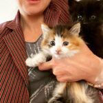 Caterina Scorsone Instagram - Uh oh. It’s kitten rescue season. Have you rescued a kitten today? 😻❤️