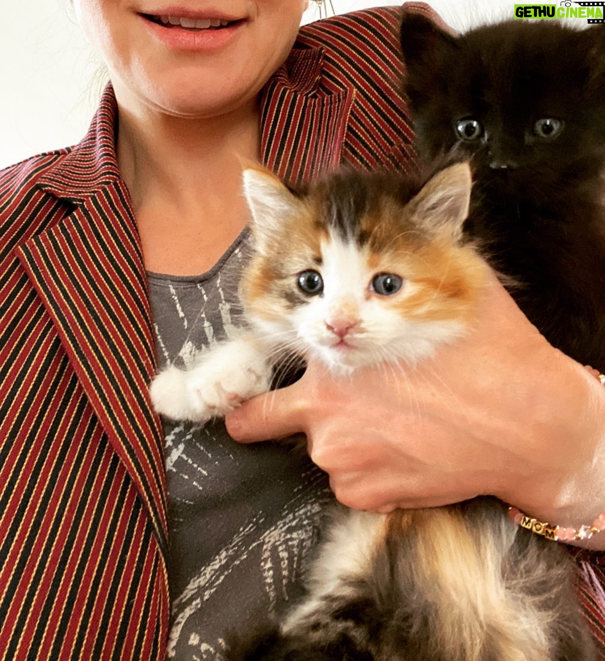 Caterina Scorsone Instagram - Uh oh. It’s kitten rescue season. Have you rescued a kitten today? 😻❤️