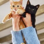 Bonnie Wright Instagram - One week till I see my babies 🥹 Frank, Hugo, Billy, Selena & Bat. 
This is a photo from the “pets” section in Go Gently by @kacie__tomita If you remember our baby of the family Hugo went missing two months ago and wanted to update you that he was finally found just 5 days ago and is currently with Andrew’s mum ♥️ we are sooo excited to see him!!