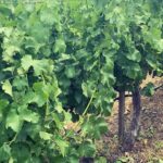 Camilla Luddington Instagram - California vineyards. 🤗 🍷 #hiatus #grapes
Q- If we did an episode of #greysanatomy at one.. which character would drink the most?? 🤣🤷‍♀️ answer in the comments!