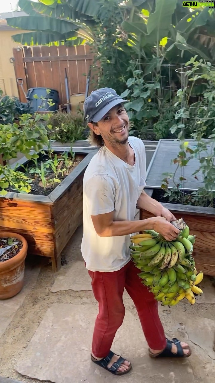 Bonnie Wright Instagram - Banana harvest in our little urban jungle 🍌