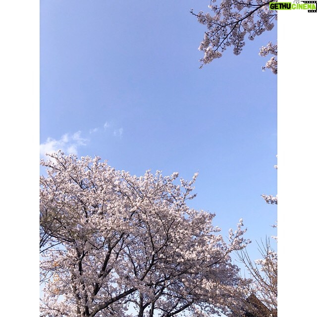 Mio Imada Instagram - 🌸
ついに私も花粉症かな。
鼻がかゆくてかゆくて
くしゃみがとまりません。