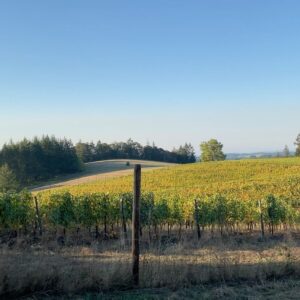 Bonnie Wright Instagram - When I see a glass of organic biodynamic wine coming towards me 👀 A few weekends ago I had the joy of shooting my next @gogently.earth YouTube episode @coopermountainvineyards learning about the wine making process and caring for our soils. 4th photo is the most beautiful compost pile I’ve ever seen! Episode out November 13th 🍷🍷🍷