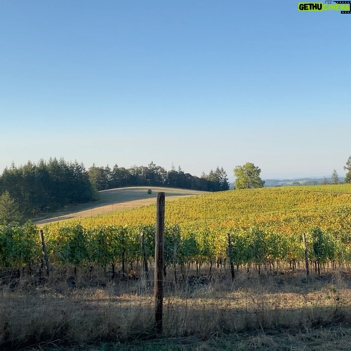Bonnie Wright - 103.5K Likes - When I see a glass of organic biodynamic wine coming towards me 👀 A few weekends ago I had the joy of shooting my next @gogently.earth YouTube episode @coopermountainvineyards learning about the wine making process and caring for our soils. 4th photo is the most beautiful compost pile I’ve ever seen! Episode out November 13th 🍷🍷🍷