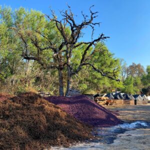 Bonnie Wright Instagram - When I see a glass of organic biodynamic wine coming towards me 👀 A few weekends ago I had the joy of shooting my next @gogently.earth YouTube episode @coopermountainvineyards learning about the wine making process and caring for our soils. 4th photo is the most beautiful compost pile I’ve ever seen! Episode out November 13th 🍷🍷🍷