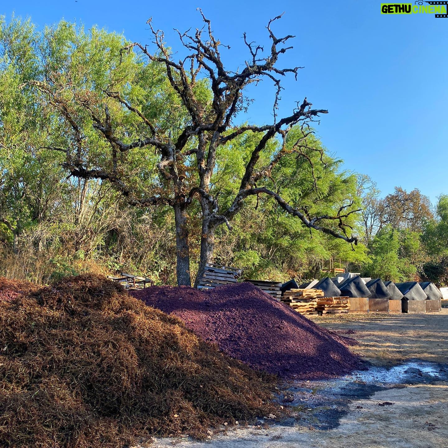 Bonnie Wright - 103.5K Likes - When I see a glass of organic biodynamic wine coming towards me 👀 A few weekends ago I had the joy of shooting my next @gogently.earth YouTube episode @coopermountainvineyards learning about the wine making process and caring for our soils. 4th photo is the most beautiful compost pile I’ve ever seen! Episode out November 13th 🍷🍷🍷