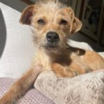 Sarah Paulson Instagram – Welp. I did it again. A new addition to the family. This is George. Georgie. My Georgie boy. Thank you @pawworks for all you do.