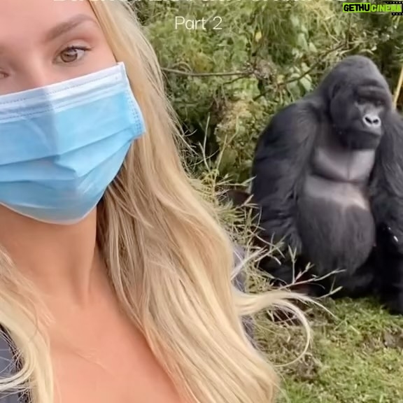 Kinsey Wolanski Instagram - Day 2! Gorilla trekking in Rwanda Africa was actually unreal! We hiked for hours on a volcano in between Rwanda and the Congo to come across silver back gorillas 🦍
Ps- They made us wear masks
#travel #bucketlist #africa #rwanda #gorillatrekking