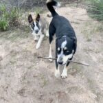 Bonnie Wright Instagram - Life lately with our new adopted pup Ruby Roo 🐕 she’s obsessed with her big brother Billy Blue 🥹🥹
