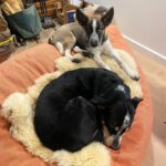 Bonnie Wright Instagram - Life lately with our new adopted pup Ruby Roo 🐕 she’s obsessed with her big brother Billy Blue 🥹🥹