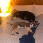 Bonnie Wright Instagram - Life lately with our new adopted pup Ruby Roo 🐕 she’s obsessed with her big brother Billy Blue 🥹🥹