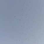 Nana Komatsu Instagram – 🦅🦇