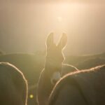 Nikki Reed Instagram - I am SO thrilled to share that I have directed and produced a global launch campaign for Leica making history as the first woman to do so. It is not lost on me that I am showcasing life while also quite literally carrying life, making this a moment of celebration for women in every chapter of their lives.
I am also deeply grateful to be able to use my platform to tell the powerful stories of @returntofreedom , a nonprofit that has been close to my heart for over eight years. Together with Leica, we were able to capture the breathtaking beauty and freedom of wild mustangs, a testament to the tireless efforts of RTF.
Through this campaign (debuting momentarily) I hope to expand perspectives, reflecting boundless compassion for these gorgeous beings and our interactions with our surrounding world. Bearing witness to nature has taught me just how important it is to respect and nurture the ever-evolving beauty around us from a distance, and this new Leica 100-400mm telephoto lens allowed me to do exactly that. To put it simply, by observing from afar our perspective quite literally extends, and I believe our connection to humanity, and our natural world, gets closer than ever. Stay tuned for the full video shortly📷🖤

All images made by me, along with video shot by the most talented @jasonbergh 

#SLStoryteller #LeicaWomen #ChasingLeitz #LeicaSL2 #LeicaSL2S #LeicaCameraUSA