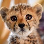 Narges Mohammadi Instagram - کاش تو ای روزهای تلخ فقط تو می موندی 🖤🖤🖤