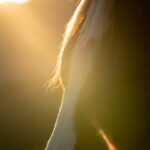Nikki Reed Instagram - I am SO thrilled to share that I have directed and produced a global launch campaign for Leica making history as the first woman to do so. It is not lost on me that I am showcasing life while also quite literally carrying life, making this a moment of celebration for women in every chapter of their lives.
I am also deeply grateful to be able to use my platform to tell the powerful stories of @returntofreedom , a nonprofit that has been close to my heart for over eight years. Together with Leica, we were able to capture the breathtaking beauty and freedom of wild mustangs, a testament to the tireless efforts of RTF.
Through this campaign (debuting momentarily) I hope to expand perspectives, reflecting boundless compassion for these gorgeous beings and our interactions with our surrounding world. Bearing witness to nature has taught me just how important it is to respect and nurture the ever-evolving beauty around us from a distance, and this new Leica 100-400mm telephoto lens allowed me to do exactly that. To put it simply, by observing from afar our perspective quite literally extends, and I believe our connection to humanity, and our natural world, gets closer than ever. Stay tuned for the full video shortly📷🖤

All images made by me, along with video shot by the most talented @jasonbergh 

#SLStoryteller #LeicaWomen #ChasingLeitz #LeicaSL2 #LeicaSL2S #LeicaCameraUSA