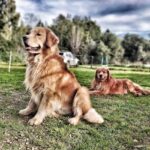 Vanessa Incontrada Instagram – Ecco i miei pelosi, Zelig e Tokyo 🐶😍🐶