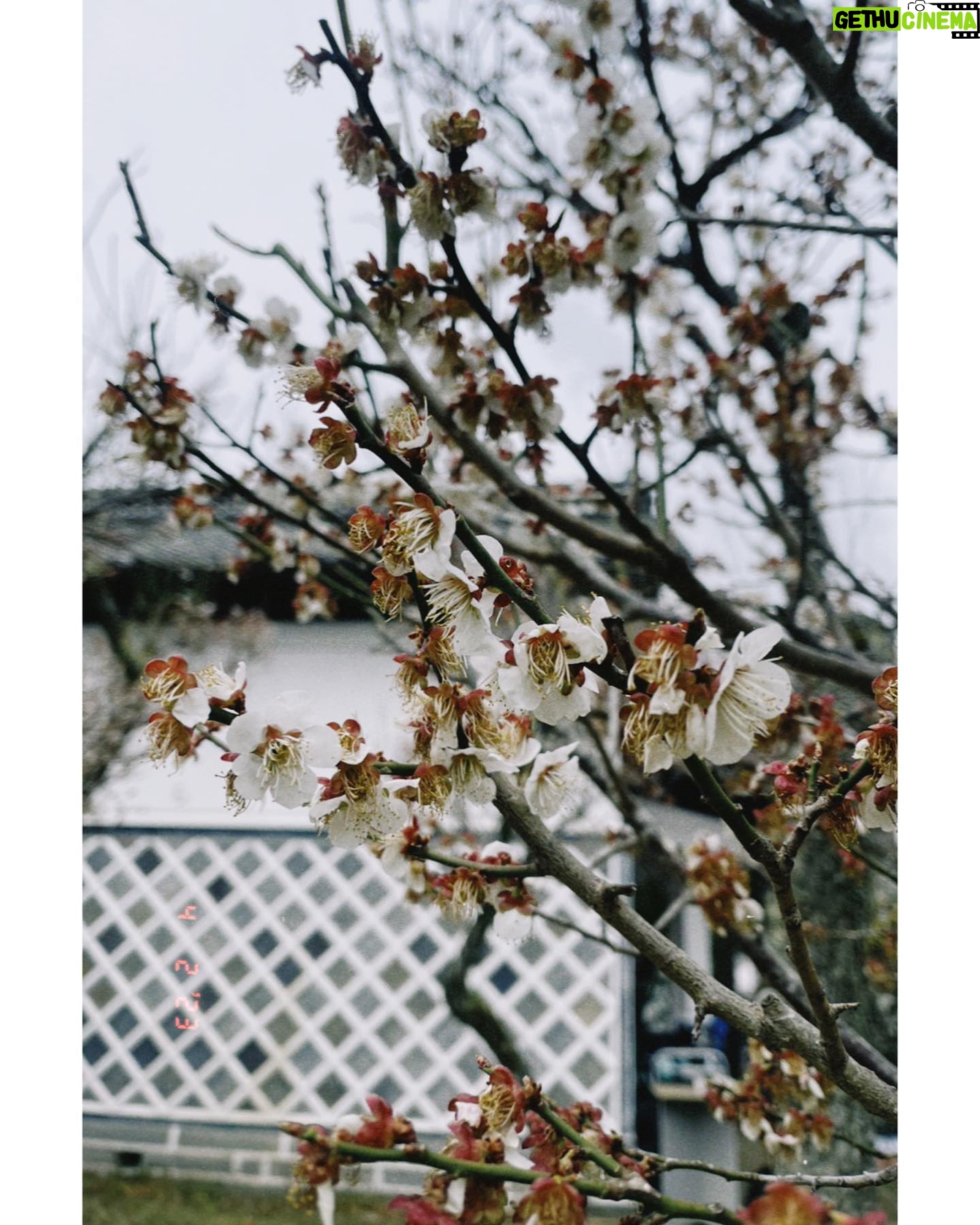 Minami Hamabe Instagram - こんばんは🐆
あっという間に春が来て4月が始まりましたね
数々のお別れを越え
新たなスタートが賑わう4月🐆
といえば。
連続テレビ小説『らんまん』
明日4月3日(月)からいよいよ始まります!🐆🐆🐆🐆
日本の植物学者・牧野富太郎博士をモデルに、神木隆之介さんが草花をこよなく愛する主人公(万太郎)を演じられる、愛がいっぱい詰まった物語です🐆
初週は万太郎さんが子供の頃のお話です🐆
『約束のネバーランド』でフィルとしてご一緒した森優理斗くんが元気いっぱい愛らしさいっぱいで演じていて、心をあっという間に鷲掴みされてしまいました🐆
心を晴れやかに明るく照らしてくれるドラマになっているなと思い、私も「らんまん」と共にこれから迎える朝が楽しみです🐆
明日から皆さんとおはようしたいですね🐆
写真はロケ撮影で出会ったピンクの椿🐆
神木さんと撮らせていただいた写真はまだ現像に至っておらず…第2週以降にあげますね🐆
では!明日はちゃんと起きなきゃだから!おやすみなさい!!