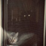 Caterina Scorsone Instagram - Hello friends ❤️ (cw: fire/loss)
A couple of months ago my house burned down. While getting my kids ready for bed and finishing bath time, smoke began to seep up through the grout around the tub. When I looked down the hallway a river of thick black smoke had already formed and was filling the house.
One thing about fires: they happen fast. I had about two minutes to get my three kids out of the house, and we escaped with less than shoes on our feet. But we got out. And for that I am eternally grateful. 
Heartbreakingly, we lost all four of our pets. We are still sitting with that loss, but we are lucky we got to love them at all. 

This is not a post about a fire. This is a post about community. This is a love letter to the incredible people that showed up and the incredible ways that they did. Thank you to the firefighters and the investigators (thank you Trey!) Thank you to my neighbor who answered our frantic knocks at her door. Thank you to the parents at my kids’ school who sent toys and books, my friends at @greysabc and @shondaland who sent clothing and supplies, my sisters who flew in to handle logistics so that I could be with my kids. Thank you to my team who made everything easier. 

What we learned is that the only thing that matters are the people (and beings) that you love. The only thing that matters is community. We would not be here without it and we are so grateful. Thank you. 

Here are some photos to honor the space we once called home, to say goodbye to the animals that loved us so well, and to celebrate that we have the only thing we ever really needed: each other. -Love, Caterina ❤️