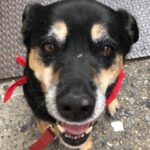 Kate Walsh Instagram – Rosie Walsh, aka Rosie The Dog, aka Rosie Perez, aka Rose Hound, Rosebud, Roro has left us after 15 years, 3 months of loyal service. 💫 💔 Rosie was born under a house in the Bronx and I adopted her just 8 weeks later as part of a dog adoption campaign with @AnimalHaven in NYC & took her back to Los Angeles to hang out with Lucy, Billy, Pablo & me. (I initially couldn’t decide between Rosie and her brother Amico, so when I chose Rosie, my brother Sean adopted Amico and took him home to Seattle 😊) 
We had so many amazing years together, from the Hollywood Hills to the dog parks of Los Feliz & Encino, to the snowy mountains of Lake Tahoe, to the beaches of Malibu to the streets of NYC & Washington square park, and finally to Perth, where she has endlessly walked & swam the beaches, the Swan river, and vigorously rounded the cricket oval & trails as if she was expected at the Swanbourne Bridge Club! 😂 Rosie had an iron will to live and was my always companion…whenever I could bring her to set I would, and when I couldn’t I had the best people looking after her. 
She kept Lucy the Dog, Billy & Pablo company until they left this world and I’m so grateful for all she taught me and very, very grateful that she waited for me to come back from LA say goodbye to me snout to snout. I am also incredibly grateful for Mikey Lage (@MrHollywoof), Heather Tobin (@Southern_Spirit_Farm), #CristyDavey and Tina Van Leuven (@UpliftersNation) and all the others who have walked Rosie & loved her so well. And thanks too to all of the wonderful veterinarians all over the world, but especially here in Perth who helped her with her palliative care and eventually her transition at home. I honestly think she was the happiest here in her Western Australia retirement.