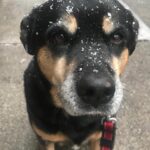 Kate Walsh Instagram – Rosie Walsh, aka Rosie The Dog, aka Rosie Perez, aka Rose Hound, Rosebud, Roro has left us after 15 years, 3 months of loyal service. 💫 💔 Rosie was born under a house in the Bronx and I adopted her just 8 weeks later as part of a dog adoption campaign with @AnimalHaven in NYC & took her back to Los Angeles to hang out with Lucy, Billy, Pablo & me. (I initially couldn’t decide between Rosie and her brother Amico, so when I chose Rosie, my brother Sean adopted Amico and took him home to Seattle 😊)
We had so many amazing years together, from the Hollywood Hills to the dog parks of Los Feliz & Encino, to the snowy mountains of Lake Tahoe, to the beaches of Malibu to the streets of NYC & Washington square park, and finally to Perth, where she has endlessly walked & swam the beaches, the Swan river, and vigorously rounded the cricket oval & trails as if she was expected at the Swanbourne Bridge Club! 😂 Rosie had an iron will to live and was my always companion…whenever I could bring her to set I would, and when I couldn’t I had the best people looking after her.
She kept Lucy the Dog, Billy & Pablo company until they left this world and I’m so grateful for all she taught me and very, very grateful that she waited for me to come back from LA say goodbye to me snout to snout. I am also incredibly grateful for Mikey Lage (@MrHollywoof), Heather Tobin (@Southern_Spirit_Farm), #CristyDavey and Tina Van Leuven (@UpliftersNation) and all the others who have walked Rosie & loved her so well. And thanks too to all of the wonderful veterinarians all over the world, but especially here in Perth who helped her with her palliative care and eventually her transition at home. I honestly think she was the happiest here in her Western Australia retirement.
