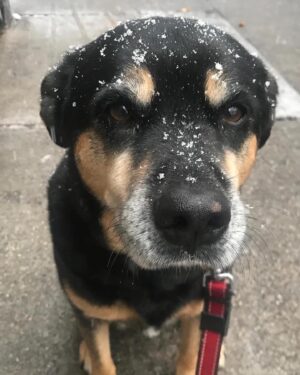 Kate Walsh Instagram - Rosie Walsh, aka Rosie The Dog, aka Rosie Perez, aka Rose Hound, Rosebud, Roro has left us after 15 years, 3 months of loyal service. 💫 💔 Rosie was born under a house in the Bronx and I adopted her just 8 weeks later as part of a dog adoption campaign with @AnimalHaven in NYC & took her back to Los Angeles to hang out with Lucy, Billy, Pablo & me. (I initially couldn’t decide between Rosie and her brother Amico, so when I chose Rosie, my brother Sean adopted Amico and took him home to Seattle 😊) 
We had so many amazing years together, from the Hollywood Hills to the dog parks of Los Feliz & Encino, to the snowy mountains of Lake Tahoe, to the beaches of Malibu to the streets of NYC & Washington square park, and finally to Perth, where she has endlessly walked & swam the beaches, the Swan river, and vigorously rounded the cricket oval & trails as if she was expected at the Swanbourne Bridge Club! 😂 Rosie had an iron will to live and was my always companion…whenever I could bring her to set I would, and when I couldn’t I had the best people looking after her. 
She kept Lucy the Dog, Billy & Pablo company until they left this world and I’m so grateful for all she taught me and very, very grateful that she waited for me to come back from LA say goodbye to me snout to snout. I am also incredibly grateful for Mikey Lage (@MrHollywoof), Heather Tobin (@Southern_Spirit_Farm), #CristyDavey and Tina Van Leuven (@UpliftersNation) and all the others who have walked Rosie & loved her so well. And thanks too to all of the wonderful veterinarians all over the world, but especially here in Perth who helped her with her palliative care and eventually her transition at home. I honestly think she was the happiest here in her Western Australia retirement.