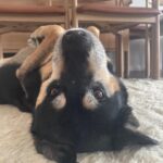Kate Walsh Instagram – Rosie Walsh, aka Rosie The Dog, aka Rosie Perez, aka Rose Hound, Rosebud, Roro has left us after 15 years, 3 months of loyal service. 💫 💔 Rosie was born under a house in the Bronx and I adopted her just 8 weeks later as part of a dog adoption campaign with @AnimalHaven in NYC & took her back to Los Angeles to hang out with Lucy, Billy, Pablo & me. (I initially couldn’t decide between Rosie and her brother Amico, so when I chose Rosie, my brother Sean adopted Amico and took him home to Seattle 😊) 
We had so many amazing years together, from the Hollywood Hills to the dog parks of Los Feliz & Encino, to the snowy mountains of Lake Tahoe, to the beaches of Malibu to the streets of NYC & Washington square park, and finally to Perth, where she has endlessly walked & swam the beaches, the Swan river, and vigorously rounded the cricket oval & trails as if she was expected at the Swanbourne Bridge Club! 😂 Rosie had an iron will to live and was my always companion…whenever I could bring her to set I would, and when I couldn’t I had the best people looking after her. 
She kept Lucy the Dog, Billy & Pablo company until they left this world and I’m so grateful for all she taught me and very, very grateful that she waited for me to come back from LA say goodbye to me snout to snout. I am also incredibly grateful for Mikey Lage (@MrHollywoof), Heather Tobin (@Southern_Spirit_Farm), #CristyDavey and Tina Van Leuven (@UpliftersNation) and all the others who have walked Rosie & loved her so well. And thanks too to all of the wonderful veterinarians all over the world, but especially here in Perth who helped her with her palliative care and eventually her transition at home. I honestly think she was the happiest here in her Western Australia retirement.