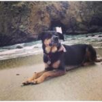 Kate Walsh Instagram – Rosie Walsh, aka Rosie The Dog, aka Rosie Perez, aka Rose Hound, Rosebud, Roro has left us after 15 years, 3 months of loyal service. 💫 💔 Rosie was born under a house in the Bronx and I adopted her just 8 weeks later as part of a dog adoption campaign with @AnimalHaven in NYC & took her back to Los Angeles to hang out with Lucy, Billy, Pablo & me. (I initially couldn’t decide between Rosie and her brother Amico, so when I chose Rosie, my brother Sean adopted Amico and took him home to Seattle 😊) 
We had so many amazing years together, from the Hollywood Hills to the dog parks of Los Feliz & Encino, to the snowy mountains of Lake Tahoe, to the beaches of Malibu to the streets of NYC & Washington square park, and finally to Perth, where she has endlessly walked & swam the beaches, the Swan river, and vigorously rounded the cricket oval & trails as if she was expected at the Swanbourne Bridge Club! 😂 Rosie had an iron will to live and was my always companion…whenever I could bring her to set I would, and when I couldn’t I had the best people looking after her. 
She kept Lucy the Dog, Billy & Pablo company until they left this world and I’m so grateful for all she taught me and very, very grateful that she waited for me to come back from LA say goodbye to me snout to snout. I am also incredibly grateful for Mikey Lage (@MrHollywoof), Heather Tobin (@Southern_Spirit_Farm), #CristyDavey and Tina Van Leuven (@UpliftersNation) and all the others who have walked Rosie & loved her so well. And thanks too to all of the wonderful veterinarians all over the world, but especially here in Perth who helped her with her palliative care and eventually her transition at home. I honestly think she was the happiest here in her Western Australia retirement.