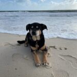 Kate Walsh Instagram – Rosie Walsh, aka Rosie The Dog, aka Rosie Perez, aka Rose Hound, Rosebud, Roro has left us after 15 years, 3 months of loyal service. 💫 💔 Rosie was born under a house in the Bronx and I adopted her just 8 weeks later as part of a dog adoption campaign with @AnimalHaven in NYC & took her back to Los Angeles to hang out with Lucy, Billy, Pablo & me. (I initially couldn’t decide between Rosie and her brother Amico, so when I chose Rosie, my brother Sean adopted Amico and took him home to Seattle 😊)
We had so many amazing years together, from the Hollywood Hills to the dog parks of Los Feliz & Encino, to the snowy mountains of Lake Tahoe, to the beaches of Malibu to the streets of NYC & Washington square park, and finally to Perth, where she has endlessly walked & swam the beaches, the Swan river, and vigorously rounded the cricket oval & trails as if she was expected at the Swanbourne Bridge Club! 😂 Rosie had an iron will to live and was my always companion…whenever I could bring her to set I would, and when I couldn’t I had the best people looking after her.
She kept Lucy the Dog, Billy & Pablo company until they left this world and I’m so grateful for all she taught me and very, very grateful that she waited for me to come back from LA say goodbye to me snout to snout. I am also incredibly grateful for Mikey Lage (@MrHollywoof), Heather Tobin (@Southern_Spirit_Farm), #CristyDavey and Tina Van Leuven (@UpliftersNation) and all the others who have walked Rosie & loved her so well. And thanks too to all of the wonderful veterinarians all over the world, but especially here in Perth who helped her with her palliative care and eventually her transition at home. I honestly think she was the happiest here in her Western Australia retirement.