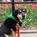 Kate Walsh Instagram – Rosie Walsh, aka Rosie The Dog, aka Rosie Perez, aka Rose Hound, Rosebud, Roro has left us after 15 years, 3 months of loyal service. 💫 💔 Rosie was born under a house in the Bronx and I adopted her just 8 weeks later as part of a dog adoption campaign with @AnimalHaven in NYC & took her back to Los Angeles to hang out with Lucy, Billy, Pablo & me. (I initially couldn’t decide between Rosie and her brother Amico, so when I chose Rosie, my brother Sean adopted Amico and took him home to Seattle 😊)
We had so many amazing years together, from the Hollywood Hills to the dog parks of Los Feliz & Encino, to the snowy mountains of Lake Tahoe, to the beaches of Malibu to the streets of NYC & Washington square park, and finally to Perth, where she has endlessly walked & swam the beaches, the Swan river, and vigorously rounded the cricket oval & trails as if she was expected at the Swanbourne Bridge Club! 😂 Rosie had an iron will to live and was my always companion…whenever I could bring her to set I would, and when I couldn’t I had the best people looking after her.
She kept Lucy the Dog, Billy & Pablo company until they left this world and I’m so grateful for all she taught me and very, very grateful that she waited for me to come back from LA say goodbye to me snout to snout. I am also incredibly grateful for Mikey Lage (@MrHollywoof), Heather Tobin (@Southern_Spirit_Farm), #CristyDavey and Tina Van Leuven (@UpliftersNation) and all the others who have walked Rosie & loved her so well. And thanks too to all of the wonderful veterinarians all over the world, but especially here in Perth who helped her with her palliative care and eventually her transition at home. I honestly think she was the happiest here in her Western Australia retirement.