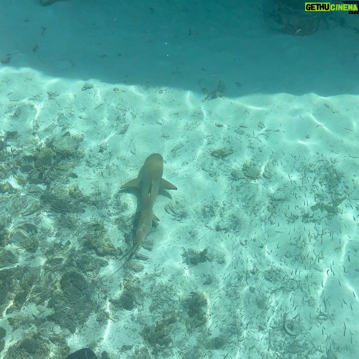 Dilan Çiçek Deniz Instagram - Teenage shark doo doo doo 🦈