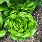 Jessica Capshaw Instagram - Somebody’s garden is going crazy this summer...it takes eating local to the next level!! #sumsumsummertimefun