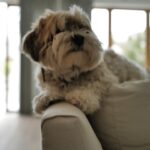 Gina Rodriguez Instagram – Things I am grateful for this week:
A NEW EPISODE of Not Dead Yet Tonight!  My genius baby saying I love you to my incredibly stellar husband and baby daddy.  Charlie (always Charlie). Spring has sprung.  Marty the meatball doggy  Randy’s donuts. #sittingingratitude