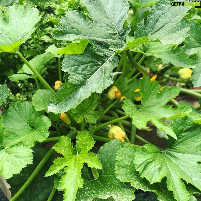Jessica Capshaw Instagram - Somebody’s garden is going crazy this summer...it takes eating local to the next level!! #sumsumsummertimefun